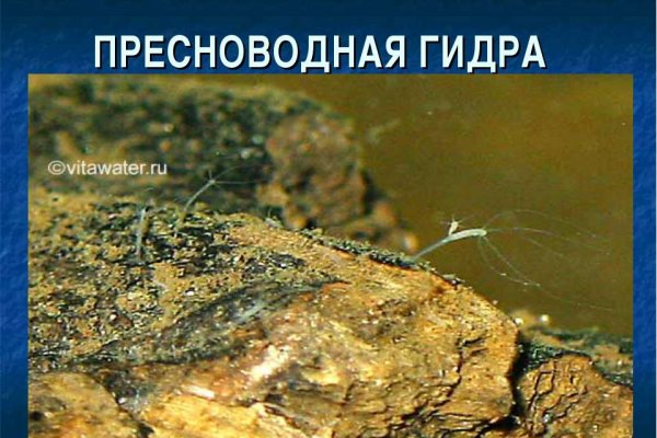 Kraken зеркало